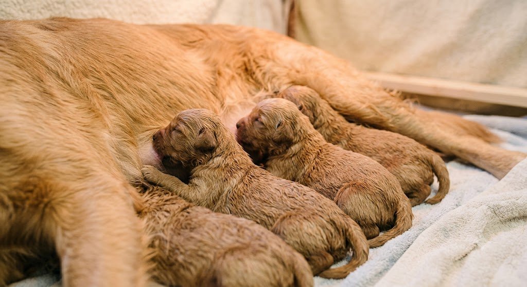 Newborn Puppy Care
