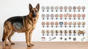 German Shepherd Gestation