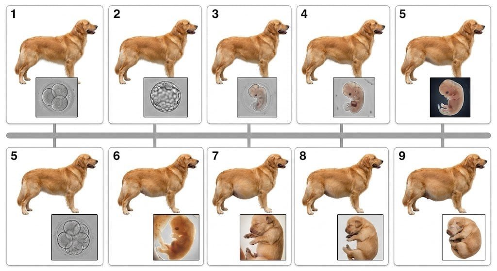 Golden Retriever Gestation Period