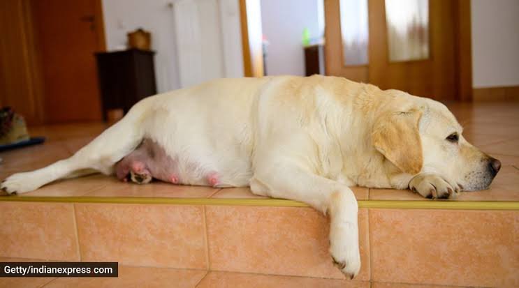 Labrador Gestation