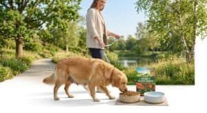 Golden Retriever Gestation Period